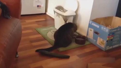 吃瓜猫咪视频大全,萌态百出，笑料连连！