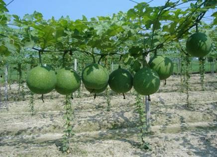 瓜萎子怎么吃,传统药材的现代食补之道