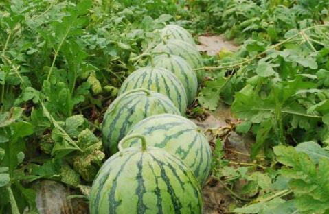 过年有大瓜吃,揭秘年度大瓜，笑料横生过大年