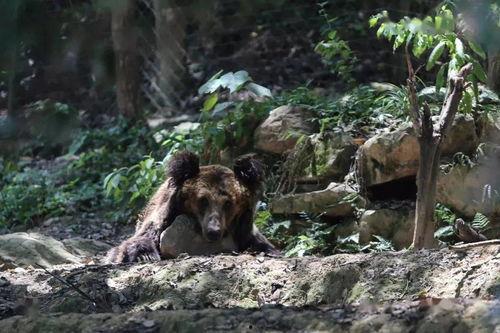 迅猛龙吃瓜群众,吃瓜群众的“美食”探索之旅