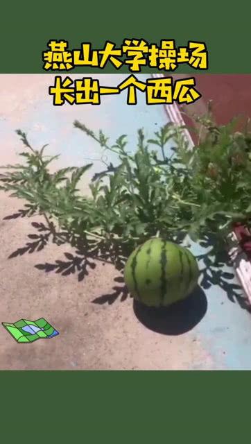 吃瓜 大学,大学生吃瓜记