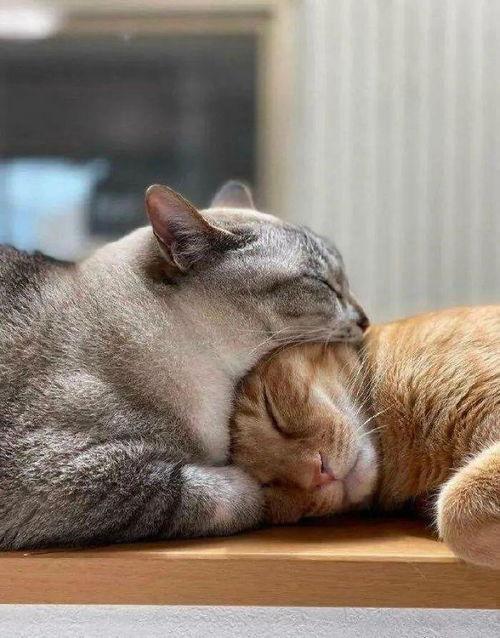 懒猫吃瓜匠,揭秘网络红人的幕后生活