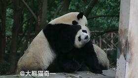 吃瓜博主熊,揭秘吃瓜博主背后的故事