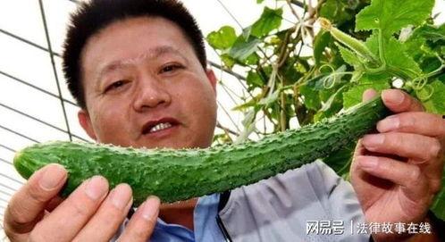 吃不着的瓜,却尝不得的甜蜜诱惑