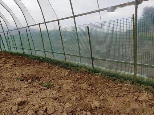 体育生围栏吃瓜,一场别开生面的校园趣味活动