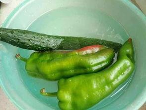 鸡仔吃瓜,趣味横生的田园生活瞬间