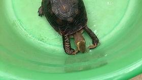 亚巨吃瓜,揭秘娱乐圈背后的那些事儿