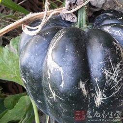 吊方瓜怎么吃,解锁美味新体验