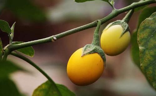 树上的鸡瓜怎么吃,树上鸡瓜的独特食法揭秘