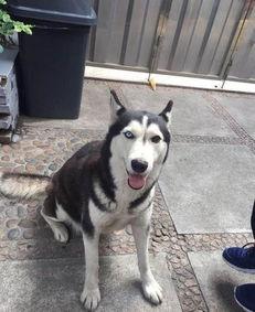 哈士奇回屯子吃瓜,揭秘东北乡村生活趣事