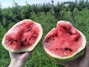 投稿吃瓜怎么投