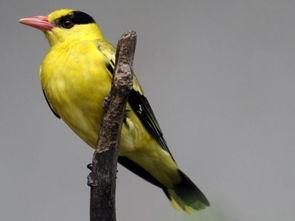 黄鸟吃瓜吗,揭秘鸟类饮食习惯之谜