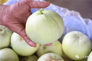 田心三水的瓜在哪吃,寻味之旅，解锁最佳品尝地