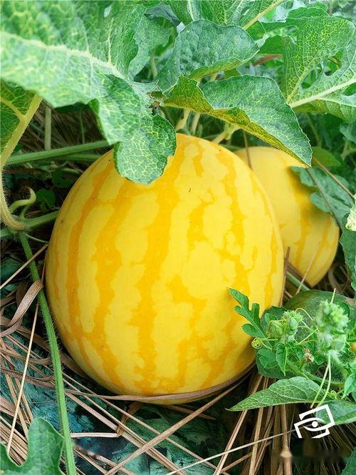 美少女的吃瓜,娱乐圈幕后故事全解析