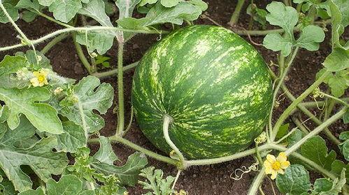 长瓜可以吃吗,揭秘其食用价值与烹饪技巧