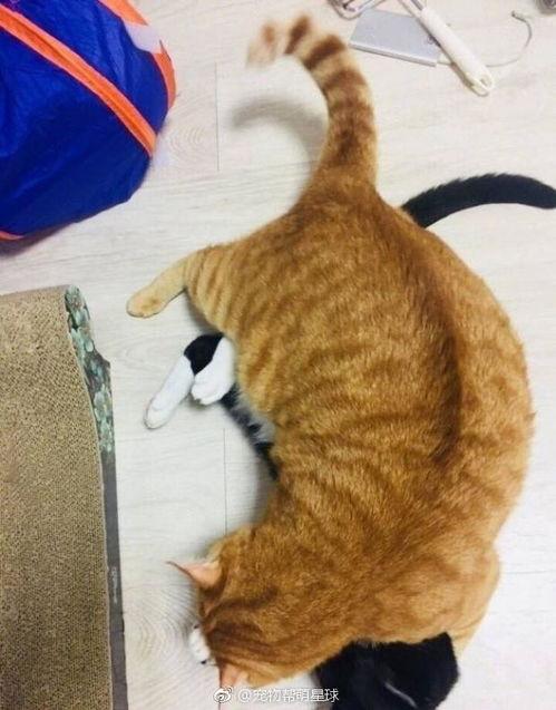 吃瓜黑猫网,网络舆论场中的神秘力量