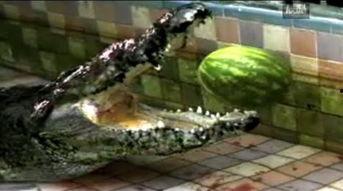 大动物吃瓜视频,萌态百出，萌翻网友