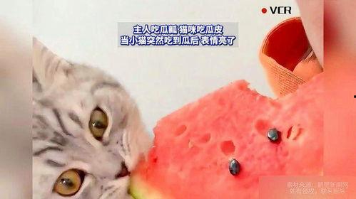 猫可吃瓜,揭秘猫可吃瓜的奥秘与营养