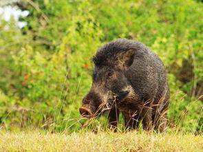 野猪吃白瓜,白瓜的诱惑与野猪的挑战