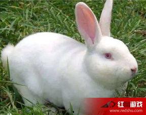 兔子为什么吃瓜,揭秘植物性饮食背后的奥秘