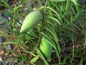 稍瓜 怎么吃,瓜果之王——稍瓜的多样食法探索