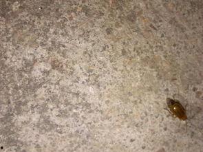 小飞虫吃瓜,小飞虫的瓜田奇遇记