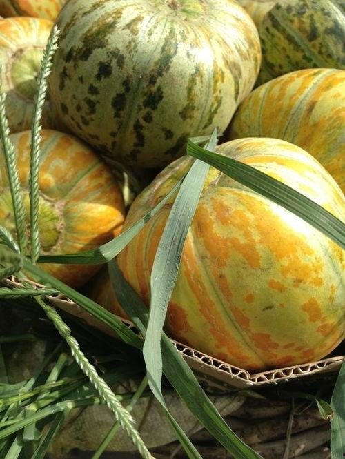 面瓜把可以吃吗,揭秘可食用植物的神奇魅力