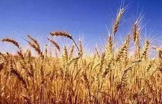 小麦从军吃瓜后续,军旅生涯中的酸甜苦辣