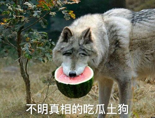 笨狼吃瓜,一场欢乐的瓜界盛宴