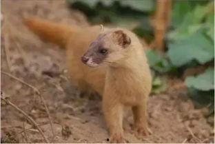 吃瓜群众黄鼠狼,揭秘娱乐圈背后的秘密