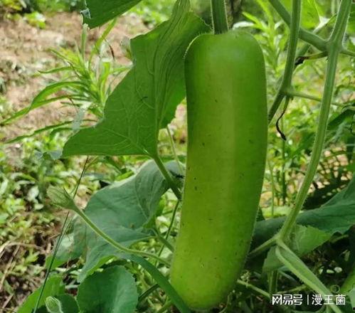 怎样吃瓠子瓜,解锁美味新体验