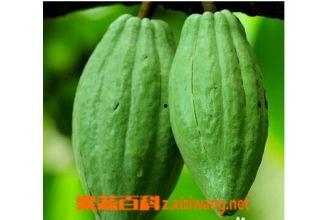 乳瓜可以吃嘛,美味可口的健康食材，你了解多少？