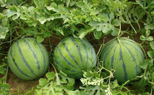 贪婪吃瓜,揭秘娱乐圈的疯狂幕后