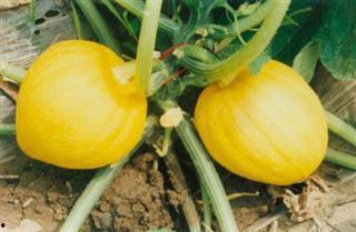 栗瓜咋吃,从家常到创意料理