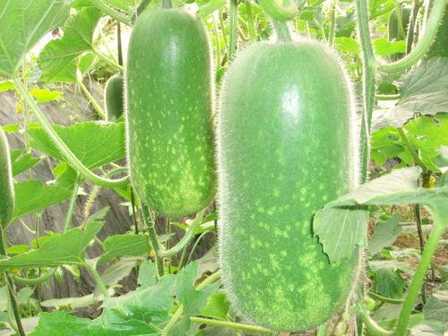 隔楼吃瓜结局,一场意外引发的邻里情谊大反转