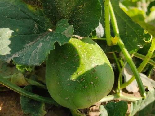 吃瓜群众假期打卡,吃瓜群众的欢乐时光记录