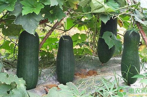 生活中吃的瓜,探寻生活中的甜蜜滋味