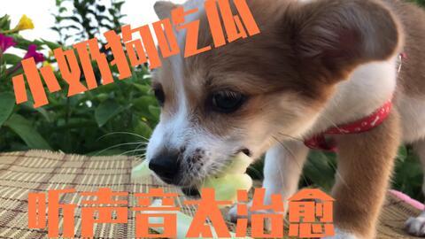 二狗在吃瓜,揭秘娱乐圈幕后真相