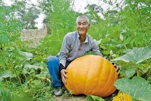 胃疼可以吃瓜,这些瓜类食物能缓解不适