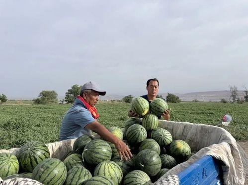宿松天天吃瓜,瓜田里的生活日常