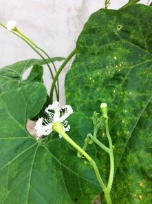 先吃花后吃瓜,先品花香，再尝瓜甜