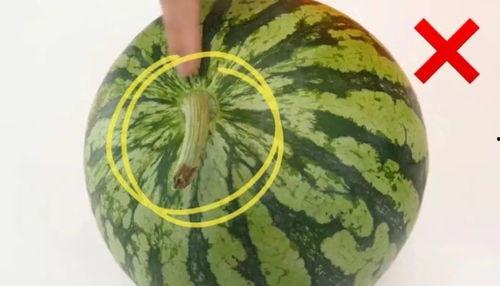 常熟吃瓜王,揭秘当地美食文化背后的故事