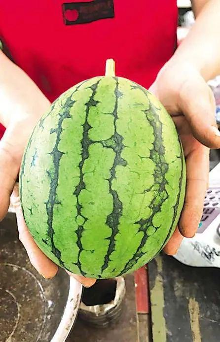 青岛恒星吃瓜,一场吃瓜大戏的幕后真相揭秘