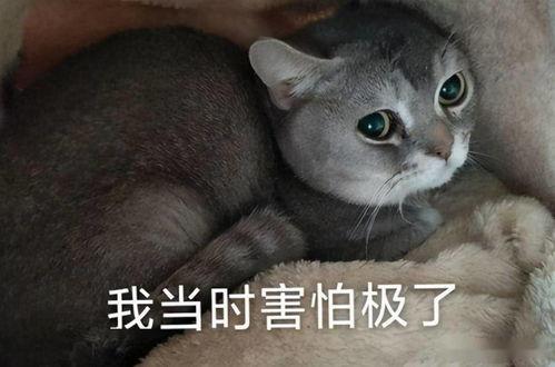 小猫恐怖游戏吃瓜