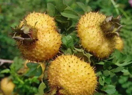 刺梨吃瓜小桶,揭秘新型休闲食品的潮流魅力