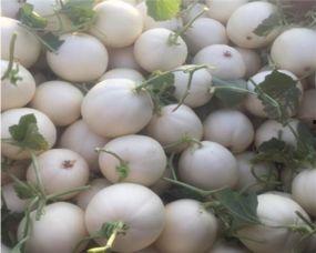 吃籽瓜会上火吗,吃籽瓜上火吗？揭秘籽瓜的食用影响